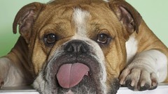 Dogs bulldog english bulldog