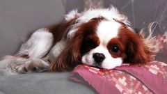 Dogs canine spaniel king