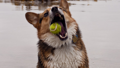 Dogs canine welsh corgi tennis balls