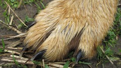 Dogs claws