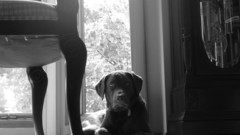 Dogs clocks chairs monochrome