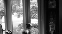 Dogs clocks chairs monochrome