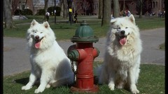 Dogs complex magazine