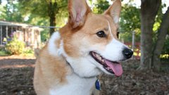 Dogs corgi