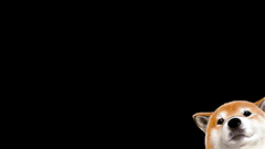 Dogs corgi black background