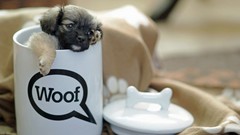 Dogs cups
