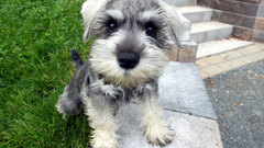 Dogs cute guys! looking hey pamperedpuppy