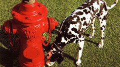 Dogs Dalmatians signals Rush (band) Neil Peart Alex Lifeson 