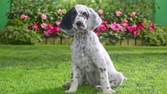 Dogs English Setter