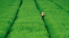 Dogs fields greenery airedale terrier