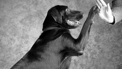 Dogs friendship grayscale