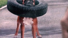 Dogs funny Funny animals