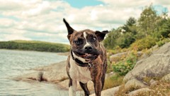 Dogs funny staffordshire terrier