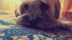 Dogs funny sweets (candies)