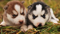 Dogs funny sweets (candies)