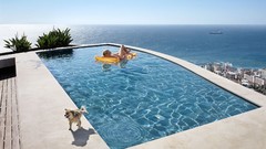 Dogs funny swimming pools
