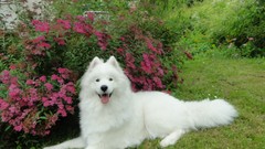 Dogs Garden samoyed