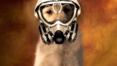 Dogs gas masks animal