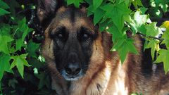 Dogs German shepherd