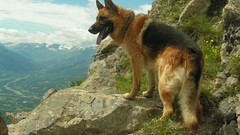 Dogs German shepherd mirrored