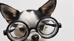 Dogs glasses