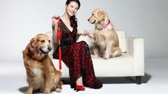 Dogs golden retriever