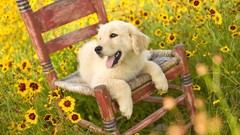 Dogs golden retriever