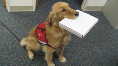 Dogs golden retriever animal