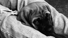 Dogs grayscale
