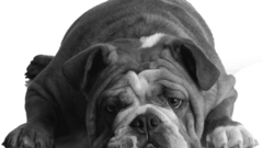 Dogs grayscale English