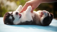 Dogs hands Siberian Husky husky playing baby animals