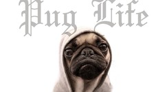 Dogs hoodies Quotes