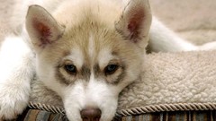 Dogs husky