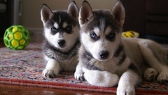 Dogs husky