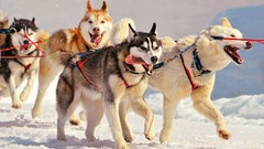 Dogs husky realistic