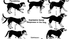 Dogs infographics