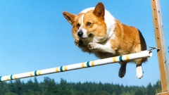 Dogs jumping corgi welsh