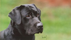 Dogs labrador retriever