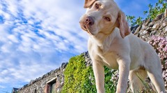 Dogs labrador retriever