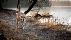 Dogs lakes golden retriever