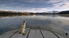 Dogs Landscapes nature