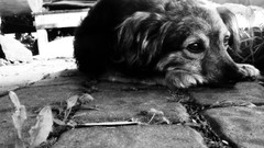 Dogs lonely monochrome pets