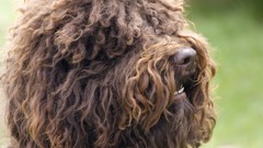 Dogs long hair fur