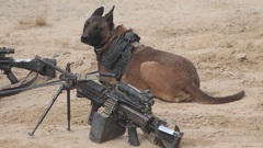 Dogs military machine gun M16 M16A4 M249 EOD