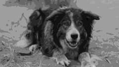Dogs monochrome