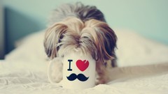 Dogs mustache funny pets