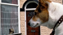 Dogs national geographic