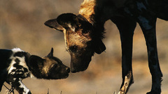 Dogs National geographic animal