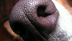 Dogs Noses