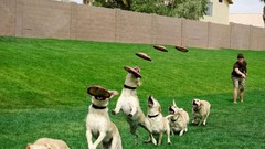 Dogs Photo manipulation Frisbee